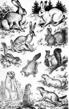 Заєць русак, біляк, бабак, суслик, білка, кролик