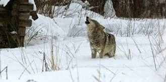 Вовки у Чорнобильській зоні